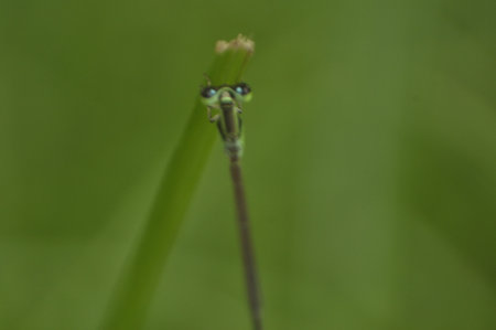 A black green colored dragonfly resting on the leaves of plant with light ash background. A...