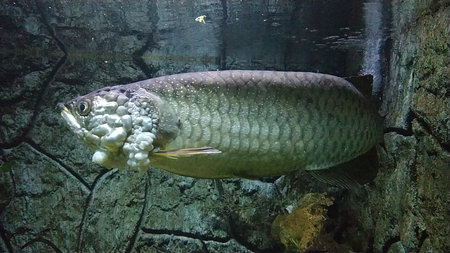 An Indonesian endemic fish from the island of Papua named Arowana Papua (Scleropages Jardinii) swims...