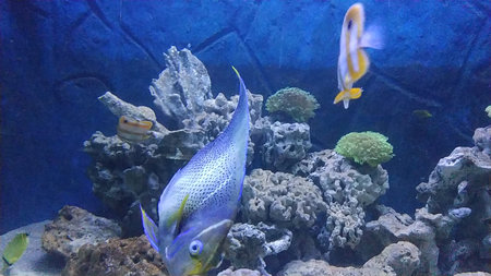 Beautiful Butterfly fish (Chaetodontidae) On the sea with reef and coralsの写真素材