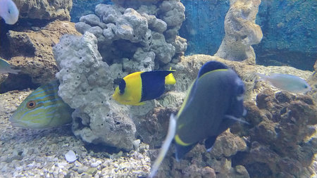 The shoal of fish in Mexiko. Yellowtail surgeonfish on the bottom of the sea. Mexican marine life.