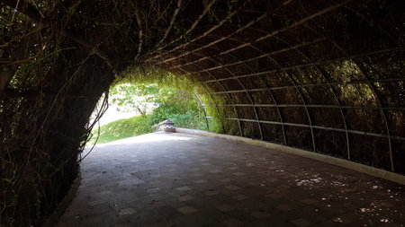 Garden tunnel with a bench in the shade of a tree.の写真素材