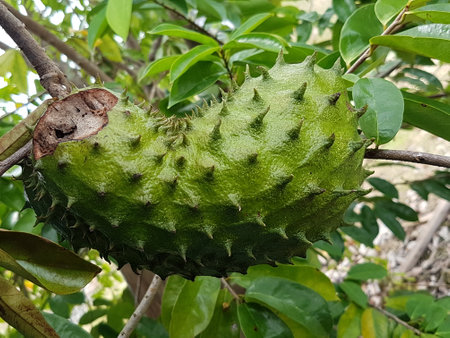 Soursop or Prickly Custard Apple fruit on treeの写真素材