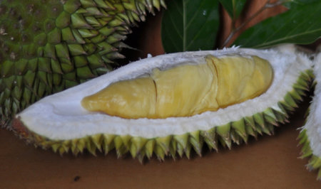 King of fruits, Durian is a king of fruits in Thailand.の写真素材