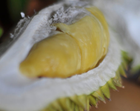Close up of durian fruit, Durian is a king of fruits.の写真素材
