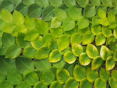 Textured Bright green leaves of creeper plants Rhaphidophora celatocaulis Hayi korthalsii Schott...