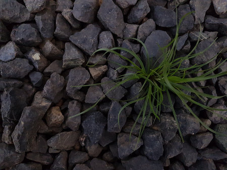 Grass growing from a pile of pebbles. Natural background.