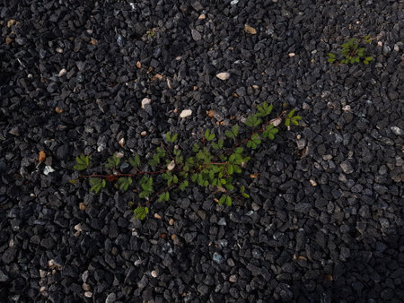 A small green plant growing on a black pebble background.
