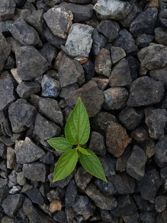 Green sprout growing from a pile of black pebbles.の写真素材