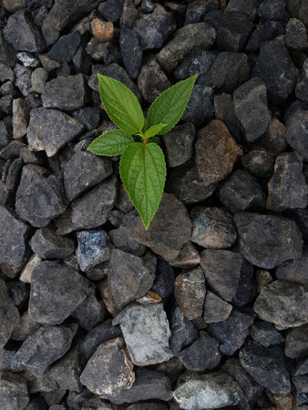 Green plant growing out of pebble stones. Nature background.