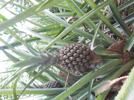 Pineapple tree in the garden, Thailand. Selective focus.