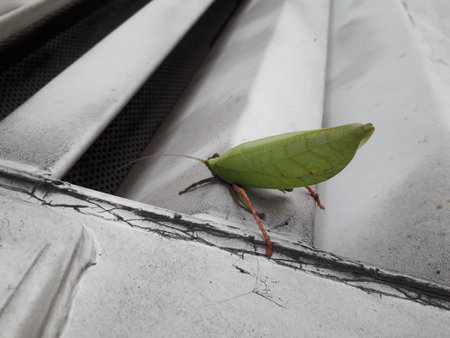 Grasshopper on the white sheet of the car, Thailand.
