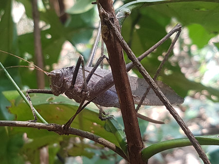 Grasshopper on the tree in the forest, Thailand.