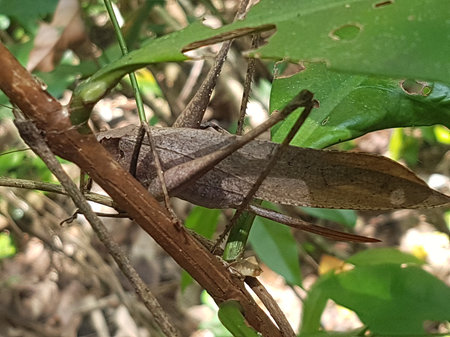 Grasshopper sitting on a branch in the shade of a tree
