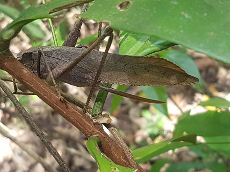 Grasshopper on a tree branch in the forest, Thailand.