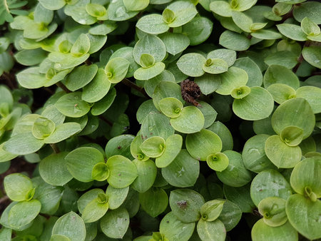 Close up of green leaves in a garden. Selective focus.