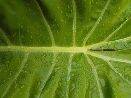 Close up of green leaf with water droplets. Nature background.