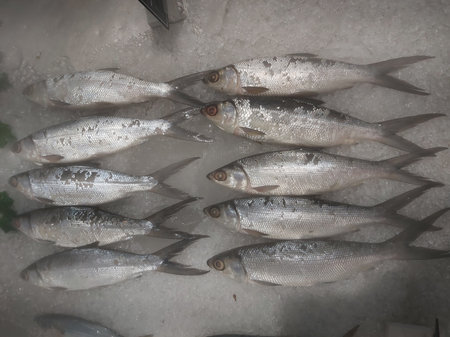 Fresh fish on ice in the fish market, closeup of photo