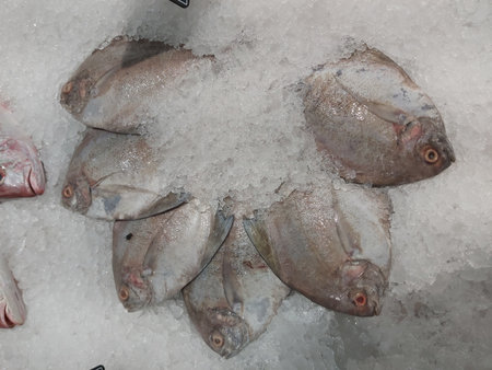 Fresh fish on ice at the fish market in Istanbul, Turkey.