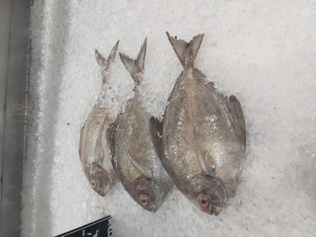 Fresh fish on ice for sale at the fish market in Istanbul, Turkey