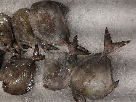 Fresh fish on ice in a fish market in Istanbul, Turkey.