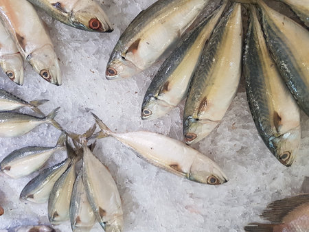 Fresh mackerel fish on ice in the market for sale.