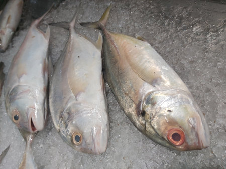 A group of fish in the aquarium. Fish swimming in the water.