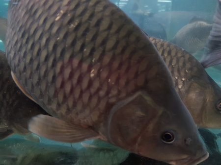 Carp in the aquarium. Close-up of freshwater fish.