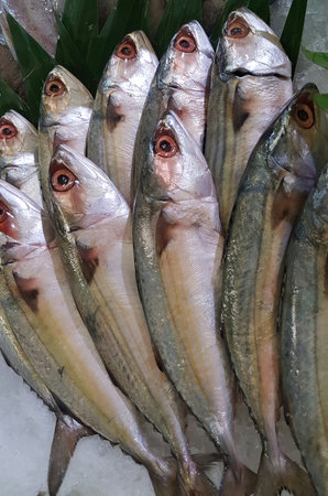 Fresh mackerel fish on ice for sale at a fish market