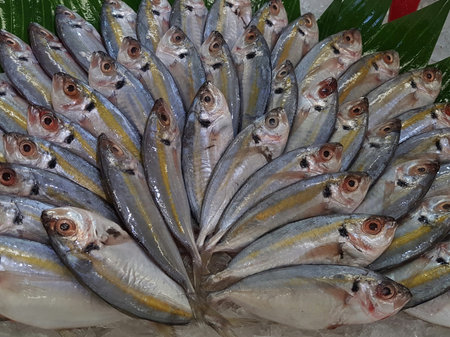 Fresh mackerel fish on ice for sale in the fish market