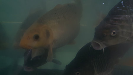 Carp swimming in the water. Fish swimming in the aquarium.