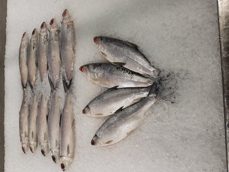Fresh fish on ice for sale in the supermarket. Top view.