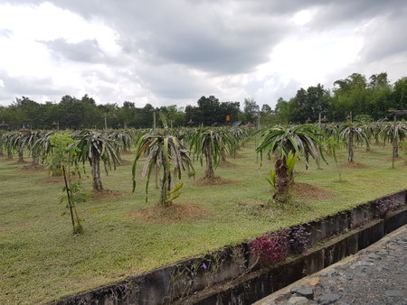 Dragon fruit farm in Borneo, Sabah, Malaysia.の写真素材