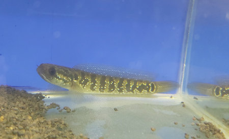 A chana fish are still related to snakehead fish is one of the freshwater predatory fish, although...