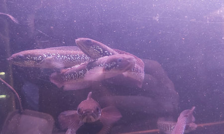 A chana fish are still related to snakehead fish is one of the freshwater predatory fish, although...
