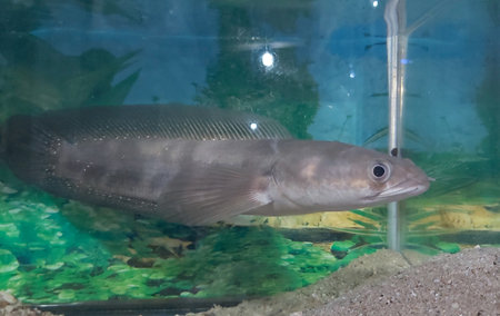 A chana fish are still related to snakehead fish is one of the freshwater predatory fish, although...