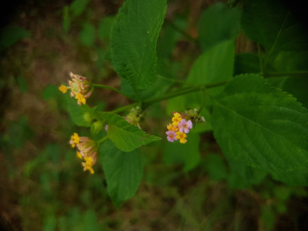 Lantana camara flowers blooming in garden, Thailand.
