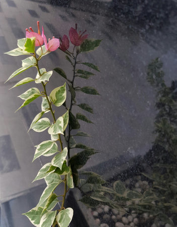 Closeup of red flower on blurred green background with copy space using as background natural flora...