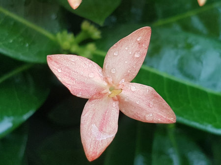 pink ixora flower with rain drops on the petals. Closeup of pink flower on blurred green background...