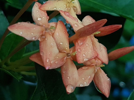 Ixora flower with rain drops, Gran Canaria, Closeup of pink flower on blurred green background with...