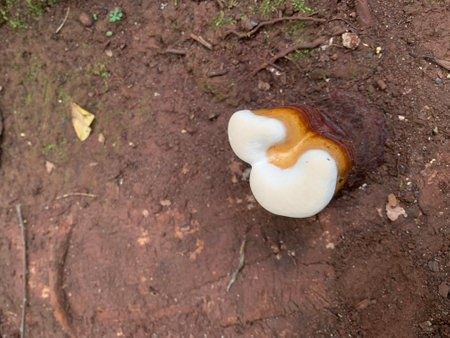Lingzhi mushroom on the ground in the forest, Thailand.