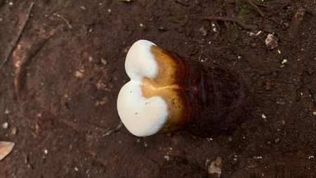 Ganoderma Lucidum (Ganoderma Lucidum)