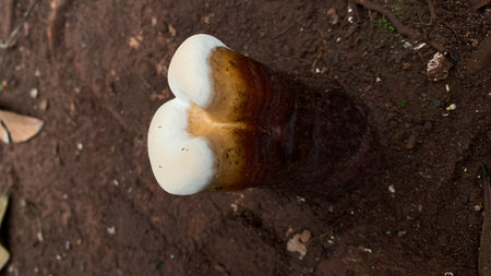 Mushroom growing on the ground in the forest, Thailand.