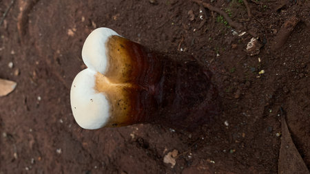 Ganoderma Lucidum (Ganoderma Lucidum)