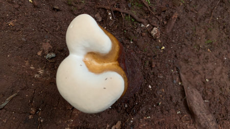 mushroom on the ground in the forest, close-up