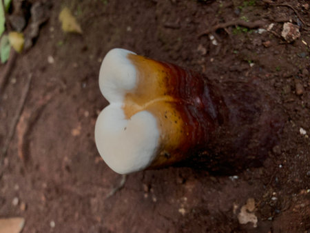 Mushroom growing on the ground in the forest in Thailand.