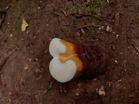 Ganoderma Lucidum - Ganoderma Lucidum