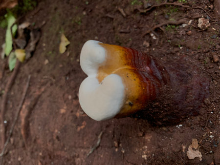 Ganoderma Lucidum (Ganoderma Lucidum)