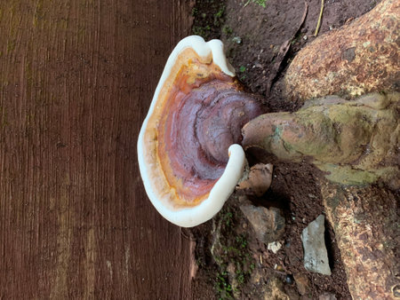 Ganoderma Lucidum - Ling Zhi Mushroom in Thailand