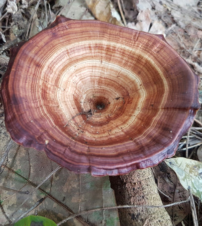 Ganoderma Lucidum, LingZhi Mushroom in the forest