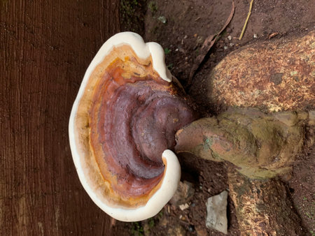 Ganoderma Lucidum - Ling Zhi Mushroom, Thailand